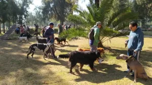 Un día con mi mejor amigo / Festival Canino 2025 / Bosque de San Juan de Aragón / Sedema