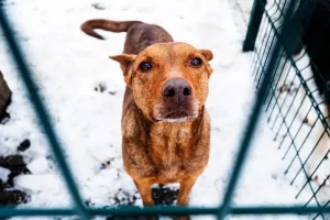 Frody / Croquetón 2025