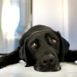 Día Mundial del Perro