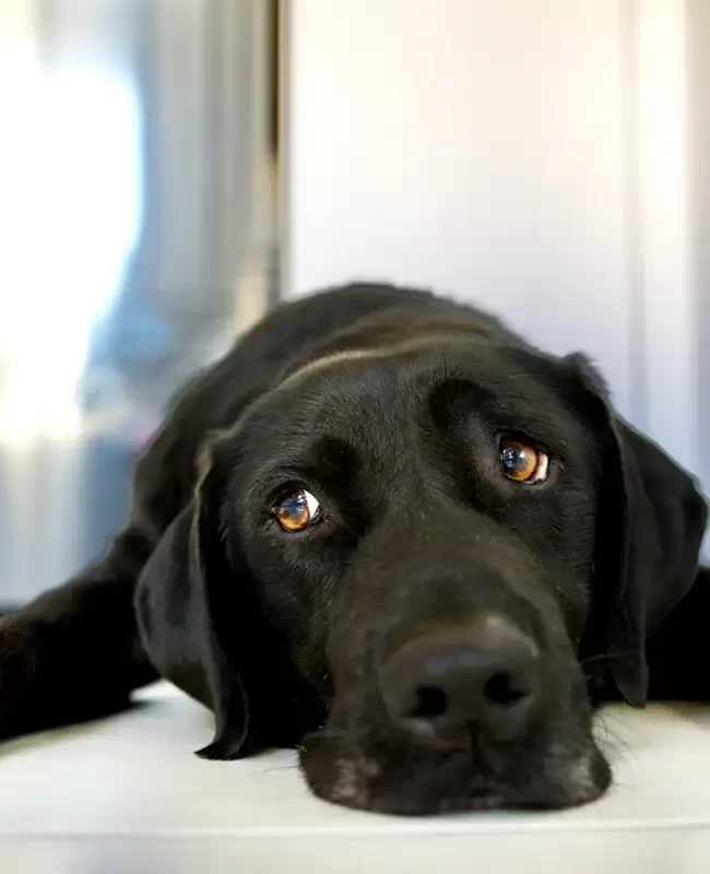 Día Mundial del Perro