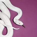 Deftones / Private Music